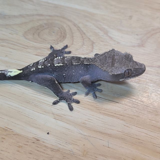 아잔틱
