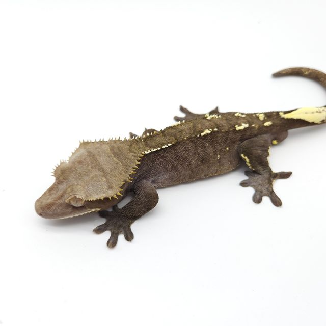 아잔틱