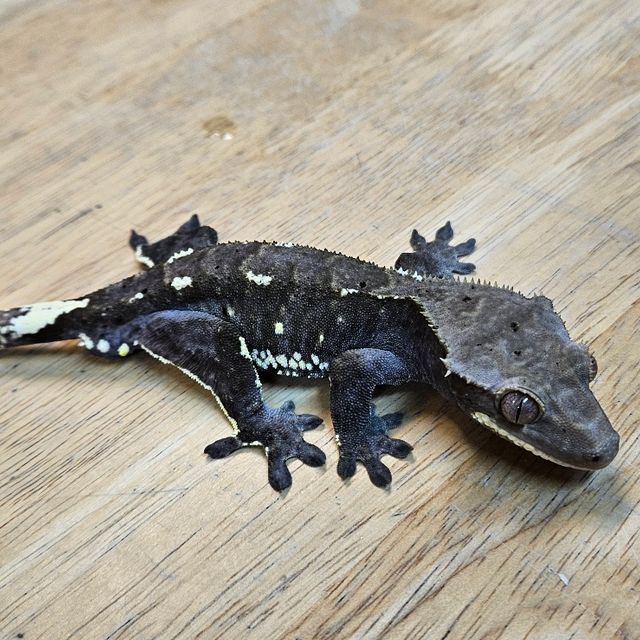 아잔틱