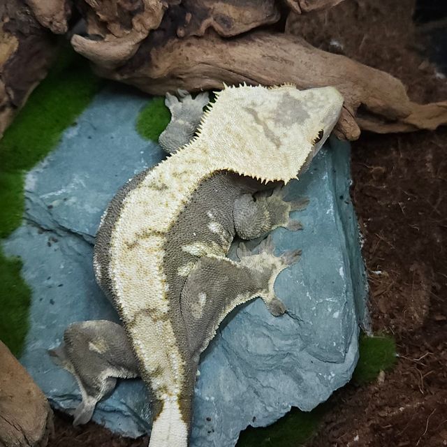노멀 다크