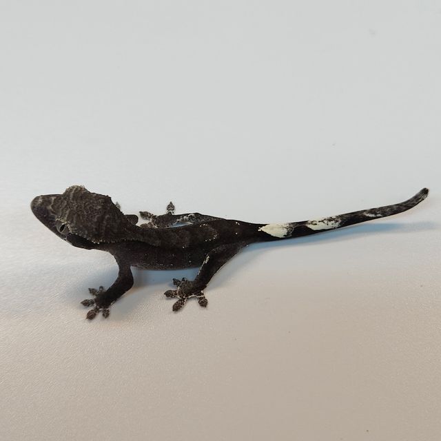 아잔틱