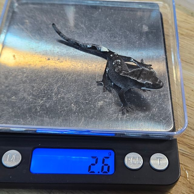 아잔틱