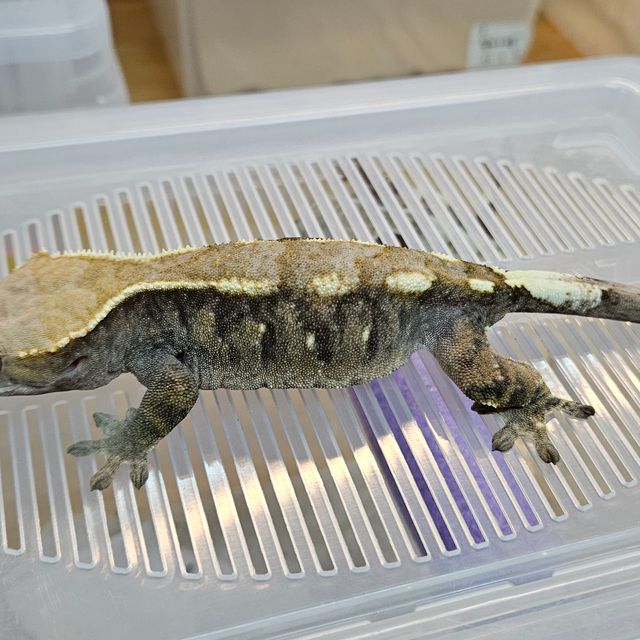 세이블