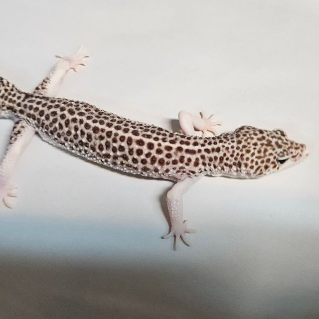 갤럭시