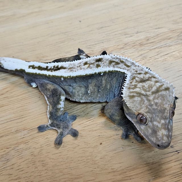 세이블
