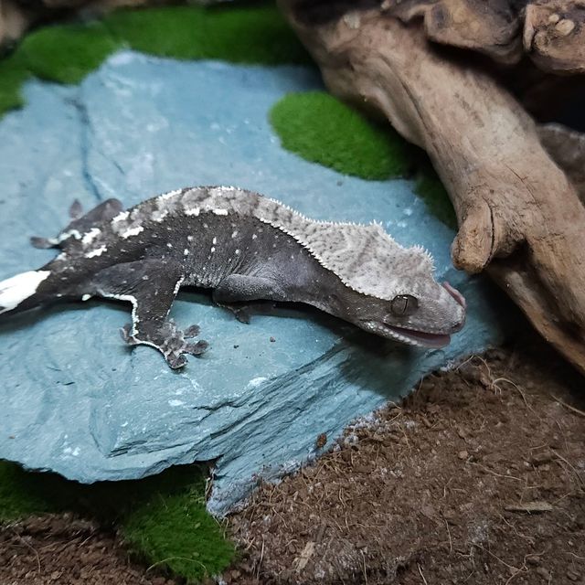 아잔틱