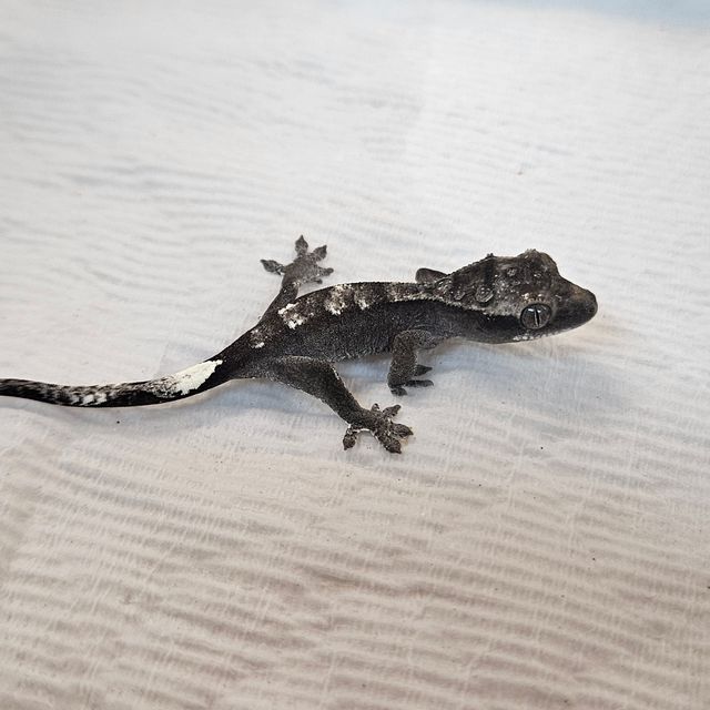 아잔틱