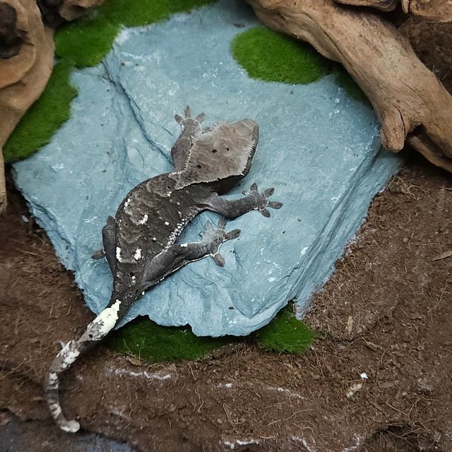 아잔틱