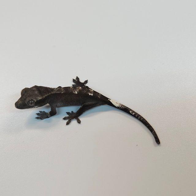 아잔틱