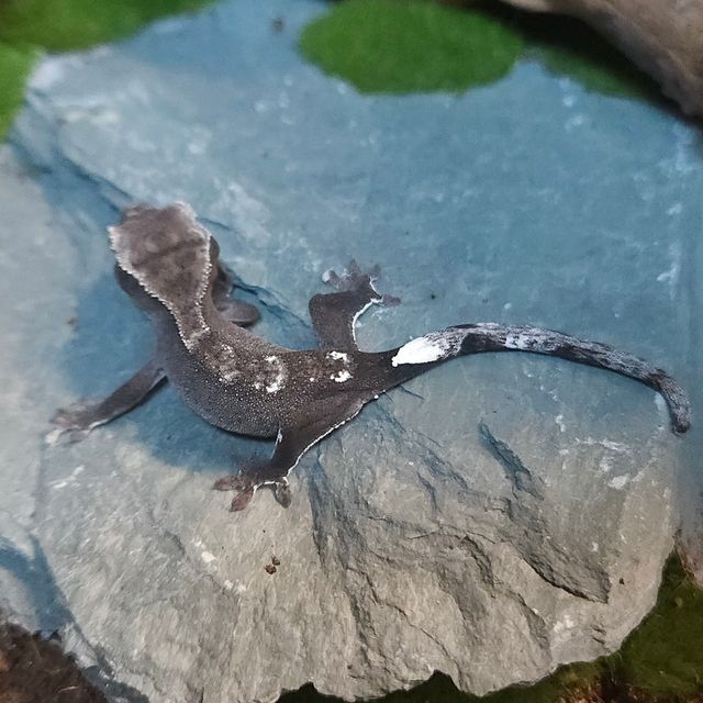 아잔틱