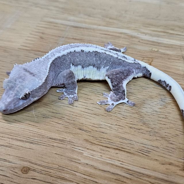 릴잔틱