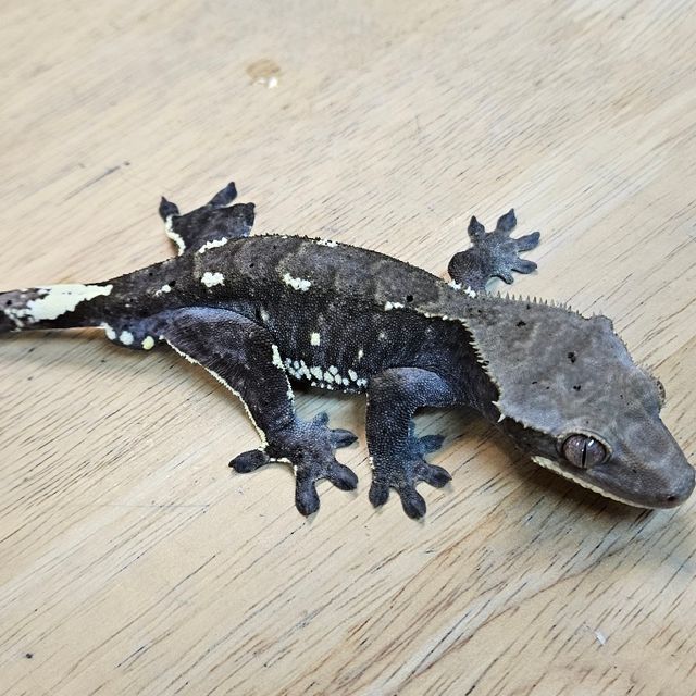 아잔틱