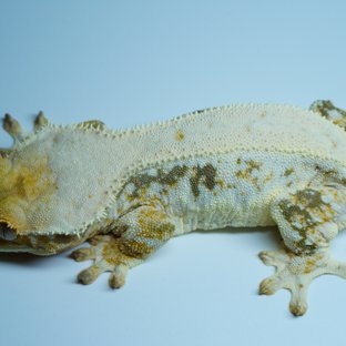 트라이 릴리화이트