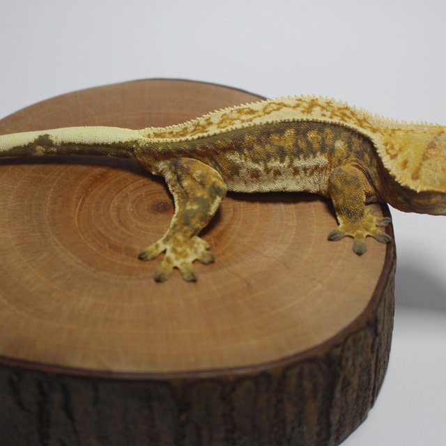 트라이 쿼드 풀핀