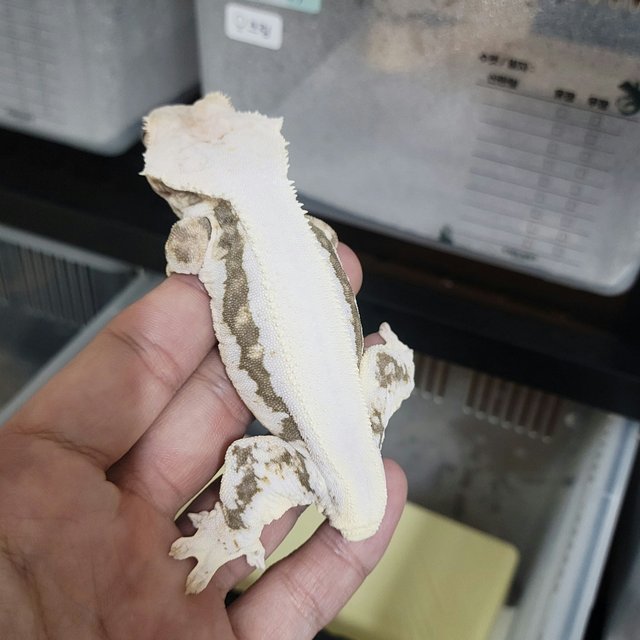 솔리드백 릴리화이트