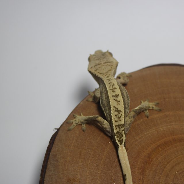 100%헷아잔틱 쿼드