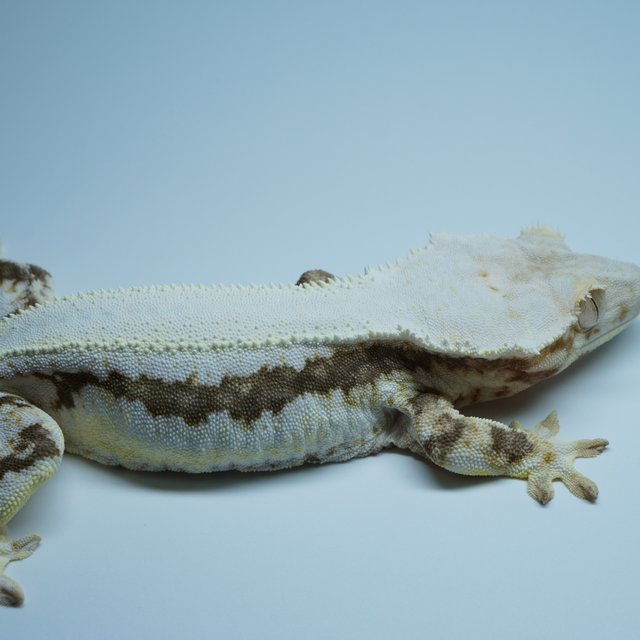 솔리드백 릴리화이트