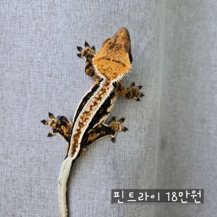 트라이 화이트핀