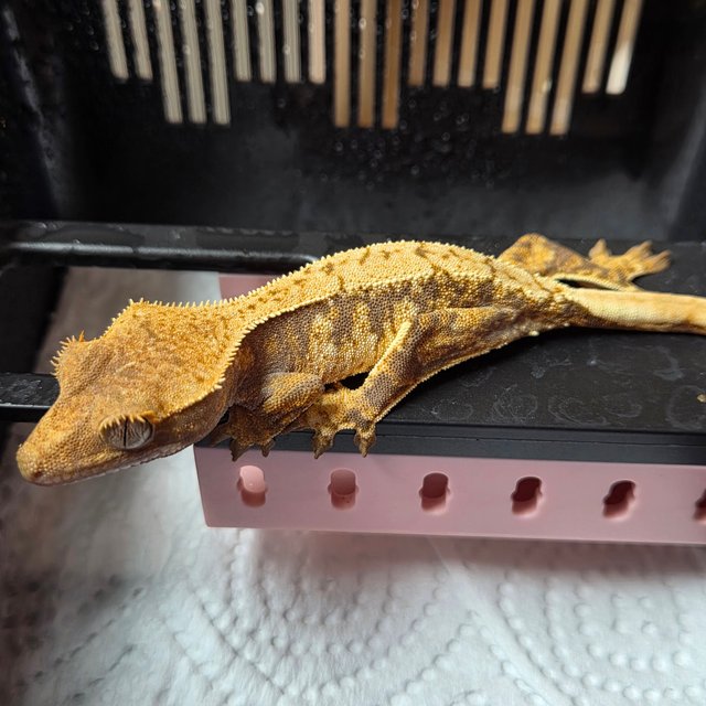 노멀 트라이 익스트림할리퀸