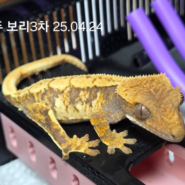 노멀 트라이 익스트림할리퀸