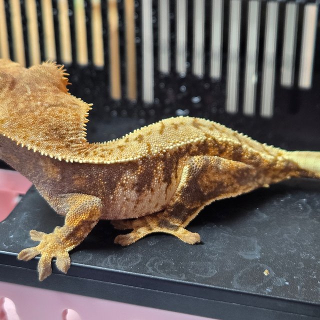 노멀 트라이 익스트림할리퀸