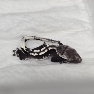 아잔틱 릴리100%헷아잔틱