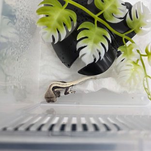 릴잔틱 100%헷아잔틱