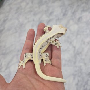 릴리화이트 솔리드백