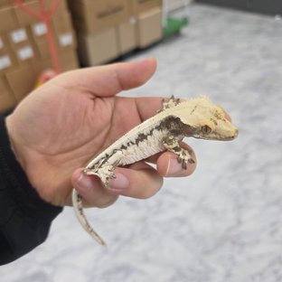 릴리100%헷아잔틱 릴리화이트 100%헷아잔틱