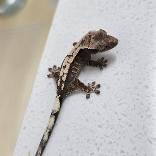 세이블 100%헷아잔틱