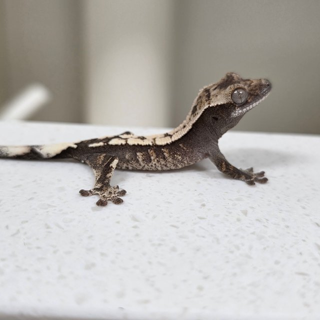 세이블 100%헷아잔틱