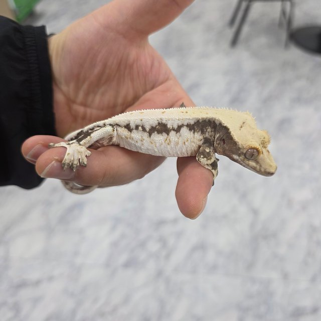 릴리100%헷아잔틱 릴리화이트 100%헷아잔틱