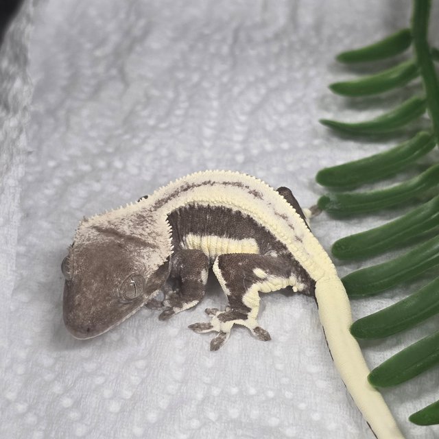 릴잔틱 릴리화이트 아잔틱