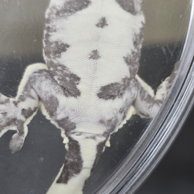 릴잔틱 릴리화이트 아잔틱