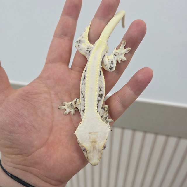 릴리화이트 솔리드백