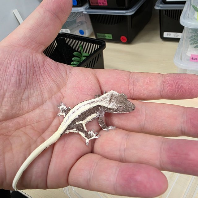 릴잔틱 릴리화이트 아잔틱