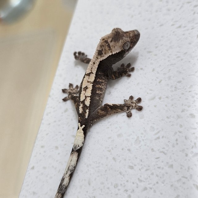 세이블 100%헷아잔틱