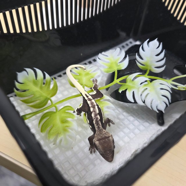 릴잔틱 릴리화이트 아잔틱