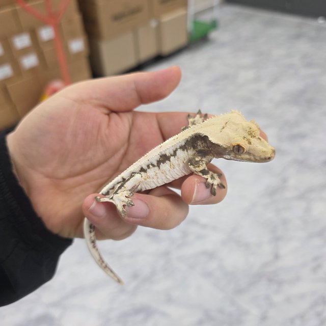 릴리100%헷아잔틱 릴리화이트 100%헷아잔틱