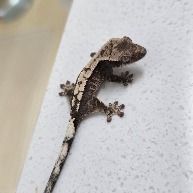 세이블 100%헷아잔틱