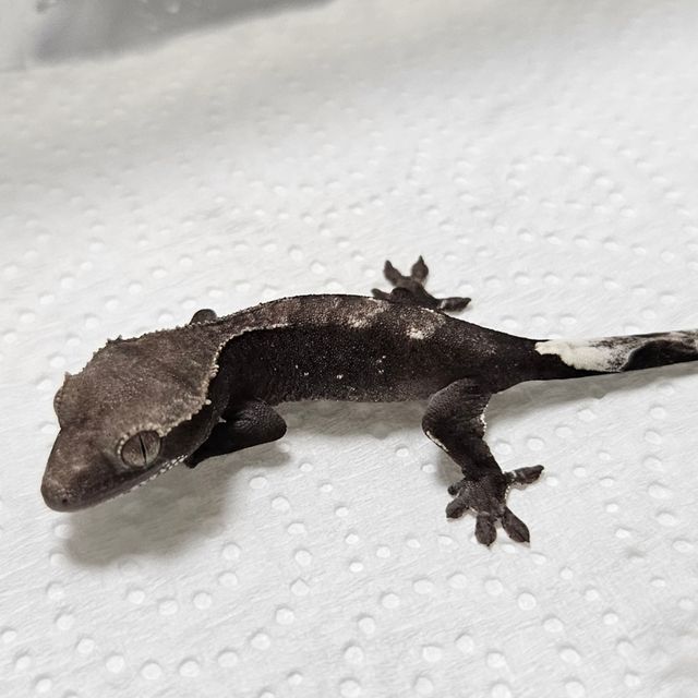 아잔틱