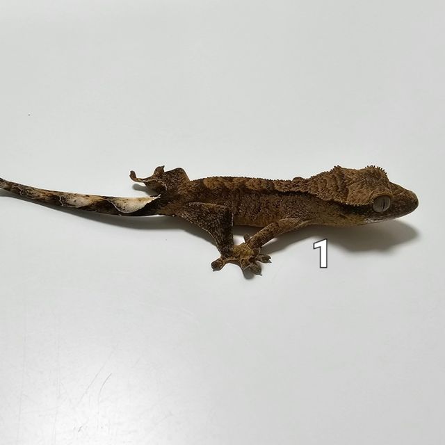 100%헷아잔틱