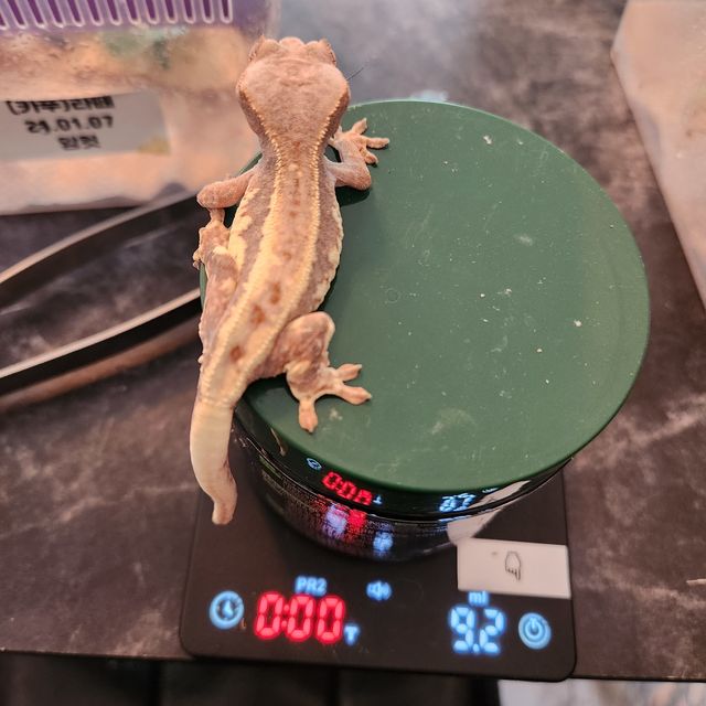 프라푸치노