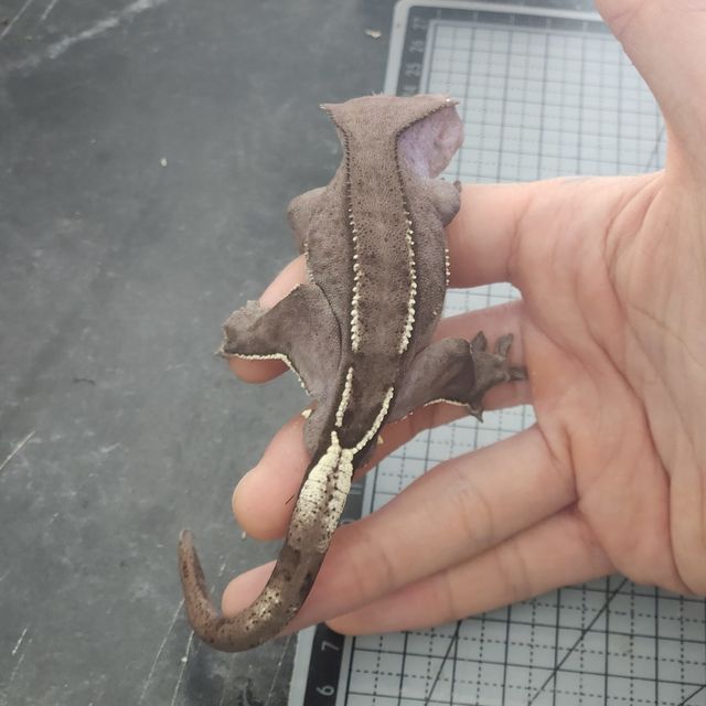아잔틱