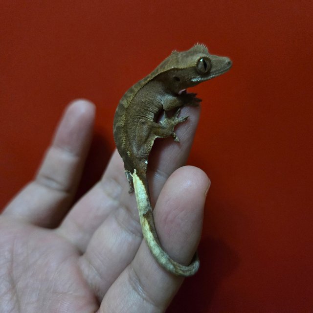 카푸치노 팬텀 챠콜