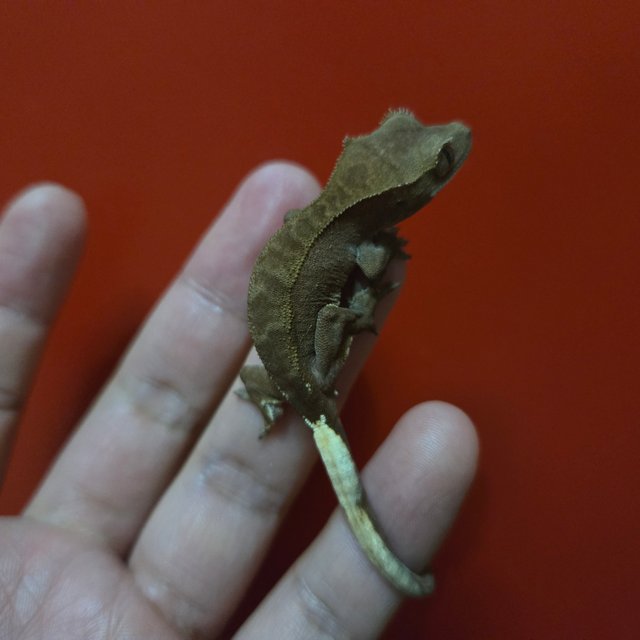 카푸치노 팬텀 챠콜