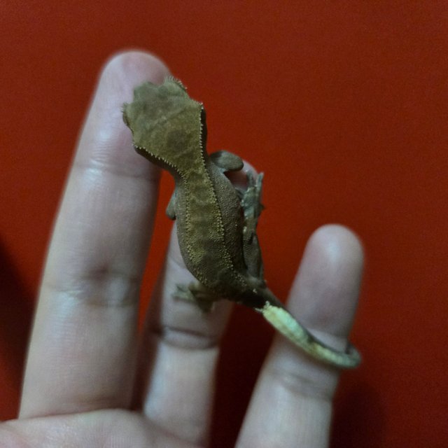 카푸치노 팬텀 챠콜