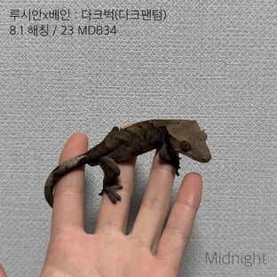 팬텀 벅스킨 다크