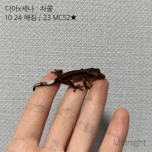 다크 블랙 챠콜