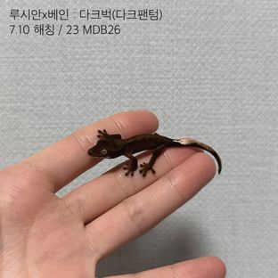 팬텀 벅스킨 다크